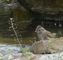 Lincoln's Sparrow